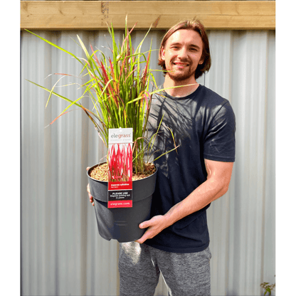 Imperata cylindrica Red Baron Japanese Blood Grass - Red Spikes, Green Season - plants - express.com