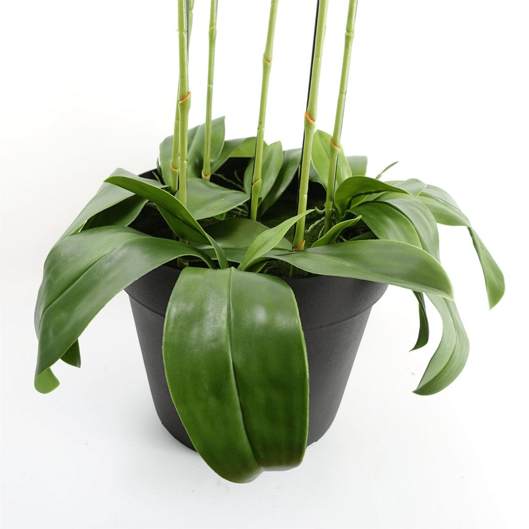 Impressive 110cm Artificial White Orchid - 41 Real Touch Flowers for Elegance - plants - express.com