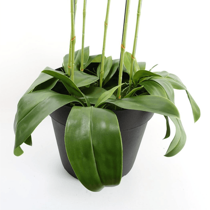 Impressive 110cm Artificial White Orchid - 41 Real Touch Flowers for Elegance - plants - express.com
