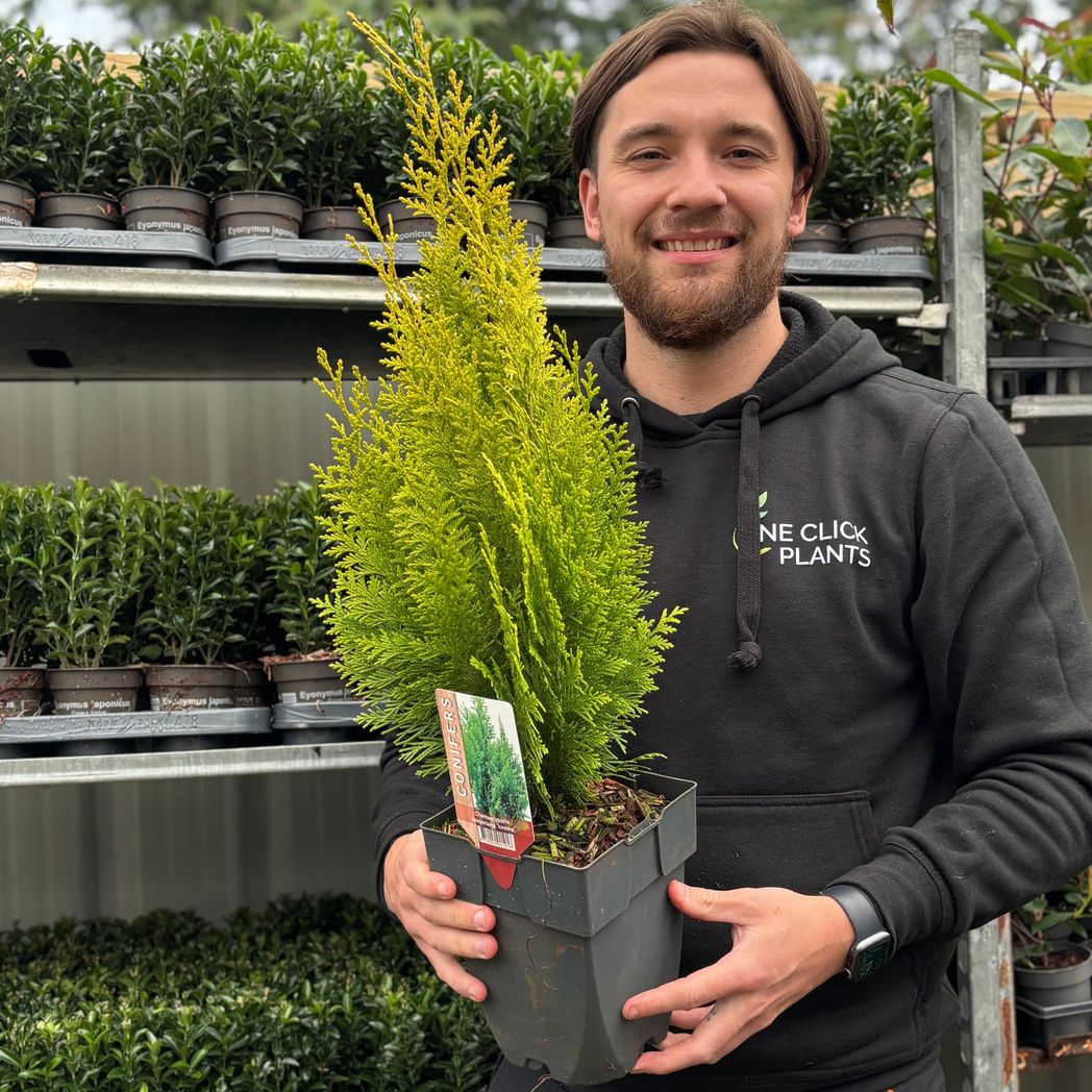 Ivonne Chamaecyparis lawsoniana: Upright Bluish - Gray False Cypress 2L 50 - 60cm - plants - express.com