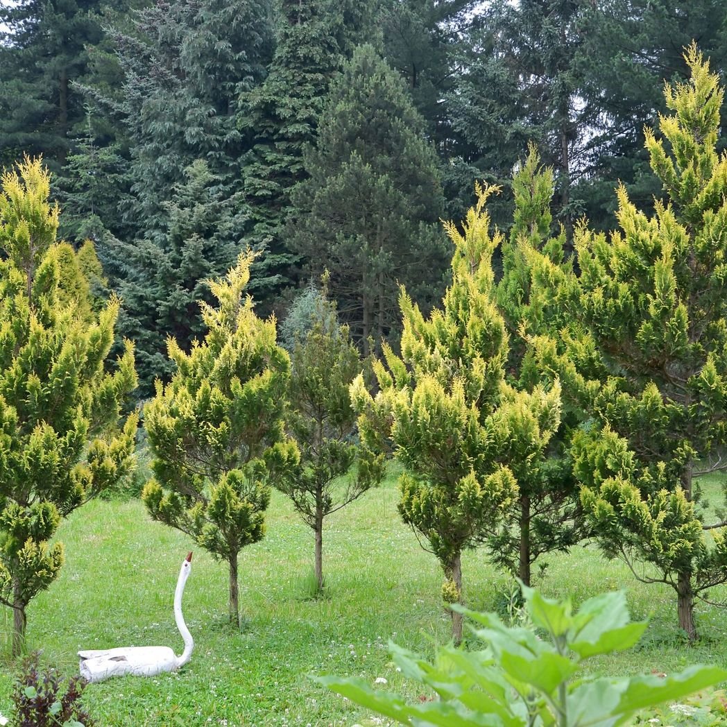 Ivonne Chamaecyparis lawsoniana: Upright Bluish - Gray False Cypress 2L 50 - 60cm - plants - express.com