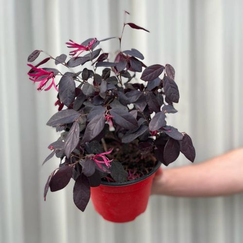 Japanese Fire Dance Loropetalum - Stunning Red Foliage & Pink Blooms - plants - express.com