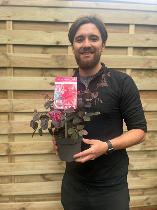 Japanese Fire Dance Loropetalum - Stunning Red Foliage & Pink Blooms - plants - express.com
