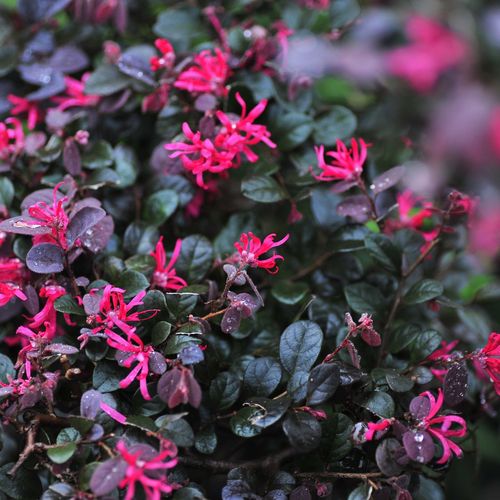 Japanese Fire Dance Loropetalum - Stunning Red Foliage & Pink Blooms - plants - express.com