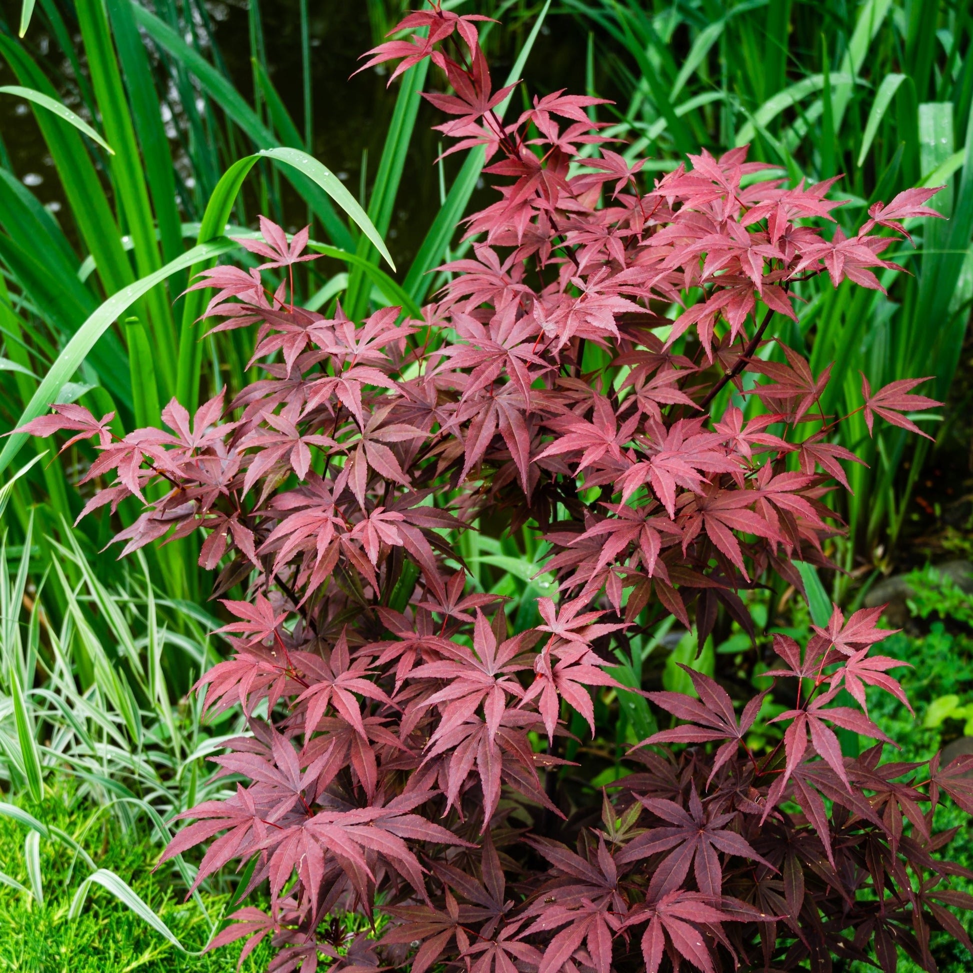 Japanese Maple Atropurpureum - Deep Red - Purple Foliage, Autumn Scarlet - plants - express.com