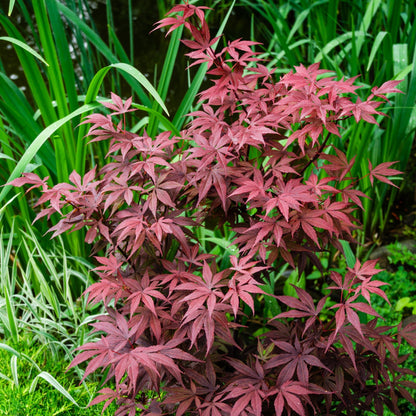Japanese Maple Atropurpureum - Deep Red - Purple Foliage, Autumn Scarlet - plants - express.com