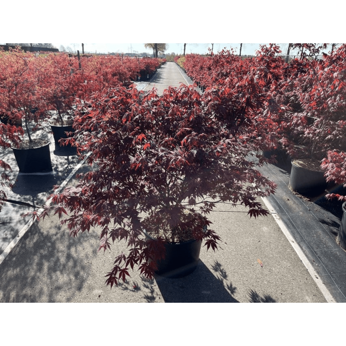 Japanese Maple Atropurpureum - Deep Red - Purple Foliage, Autumn Scarlet - plants - express.com