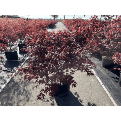 Japanese Maple Atropurpureum - Deep Red - Purple Foliage, Autumn Scarlet - plants - express.com