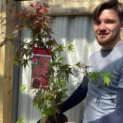 Japanese Maple Atropurpureum - Deep Red - Purple Foliage, Autumn Scarlet - plants - express.com