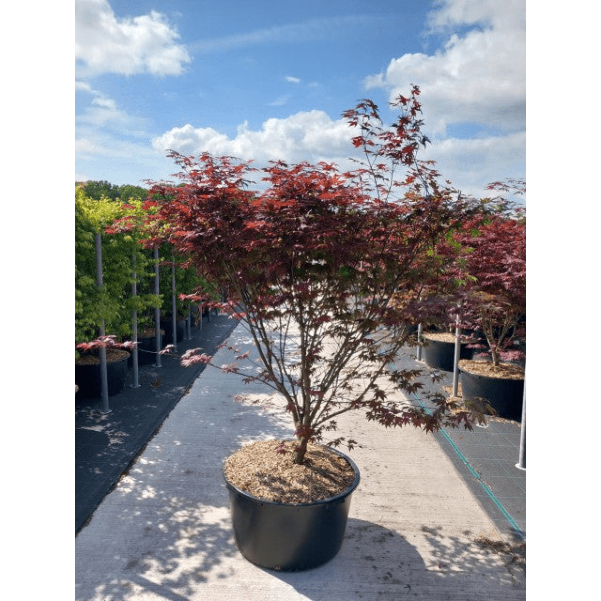 Japanese Maple Atropurpureum - Deep Red - Purple Foliage, Autumn Scarlet - plants - express.com