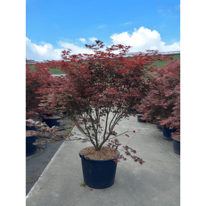 Japanese Maple Atropurpureum - Deep Red - Purple Foliage, Autumn Scarlet - plants - express.com