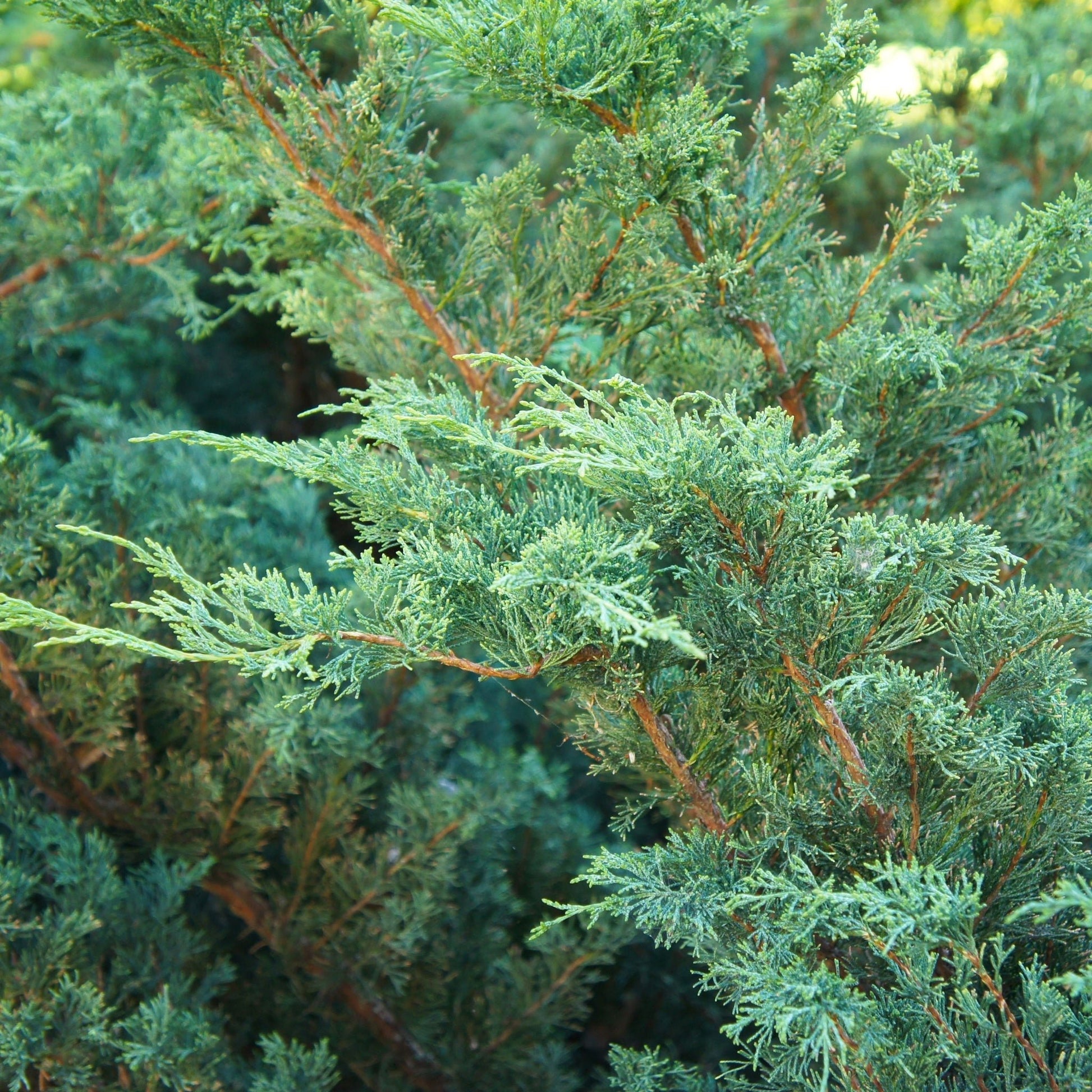 Juniperus chinensis 'Blue Alps' Silvery - Blue Arching Evergreen 2L Pot - plants - express.com