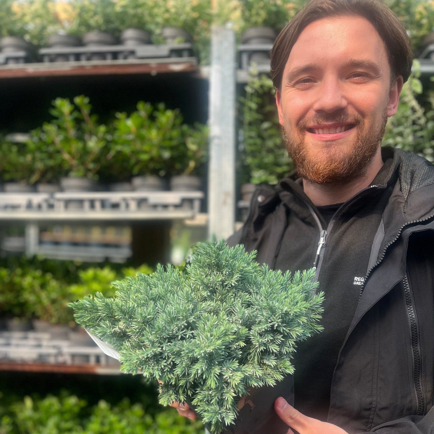Juniperus squamata 'Blue Star' 2L - plants - express.com