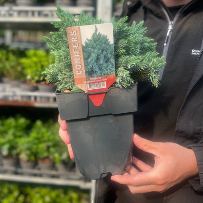 Juniperus squamata 'Blue Star' 2L - plants - express.com