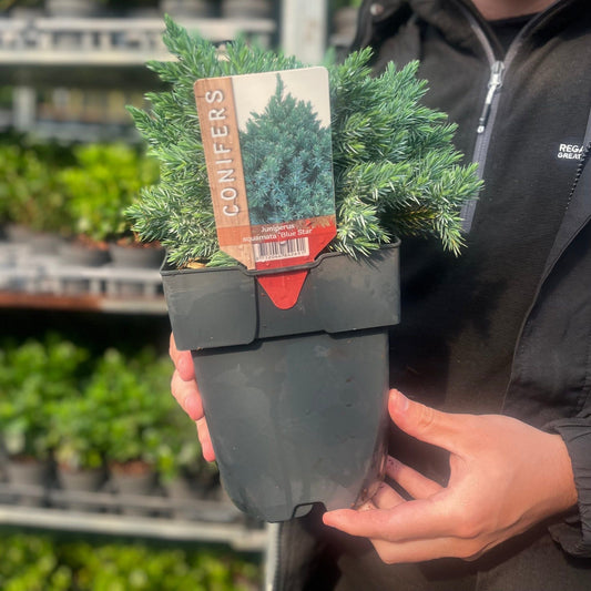 Juniperus squamata 'Blue Star' 2L - plants - express.com