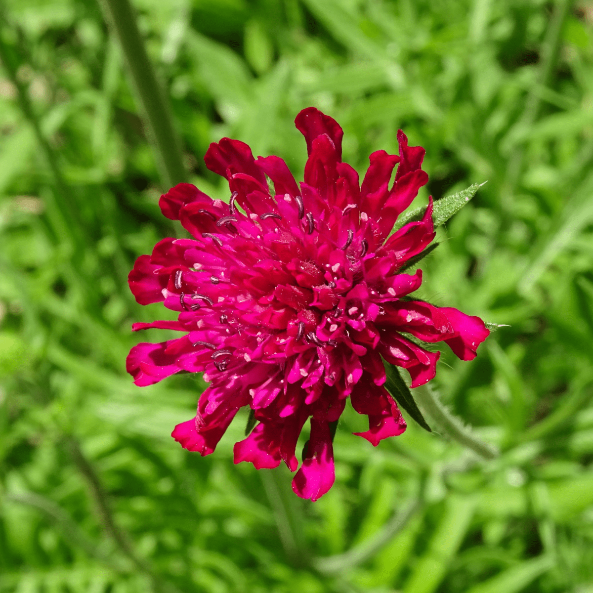 Knautia macedonica Red Knight: Dramatic Red Pincushion Blooms - plants - express.com