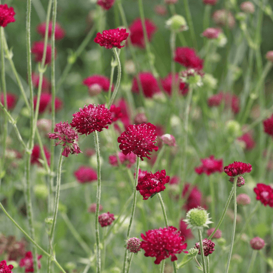 Knautia macedonica Red Knight: Dramatic Red Pincushion Blooms - plants - express.com