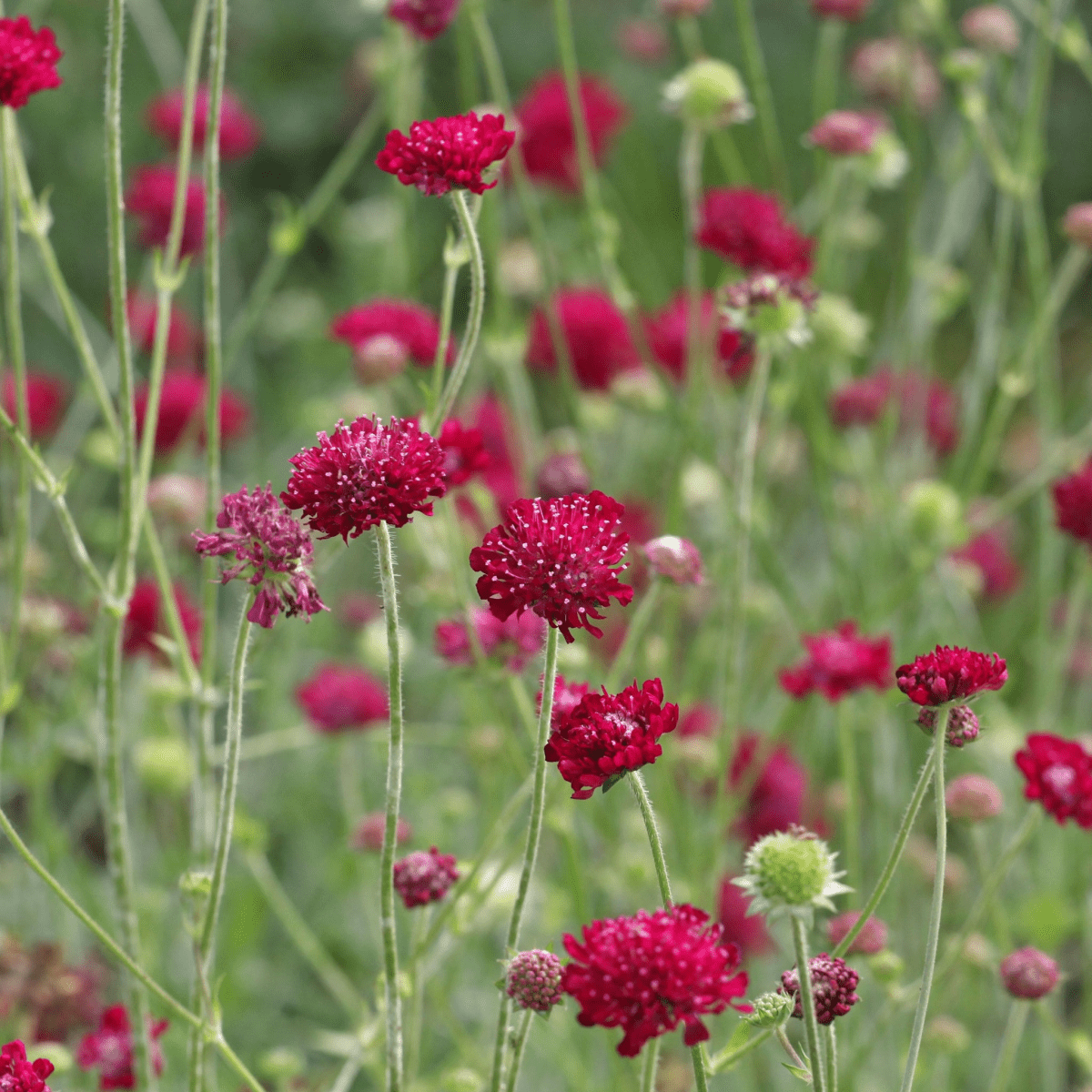 Knautia macedonica Red Knight: Dramatic Red Pincushion Blooms - plants - express.com