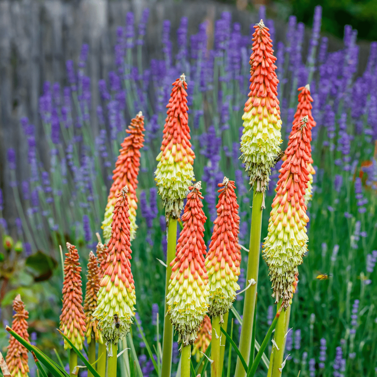 Kniphofia uvaria 'Flamenco' Red Hot Poker — 9cm/3L Pot - plants - express.com