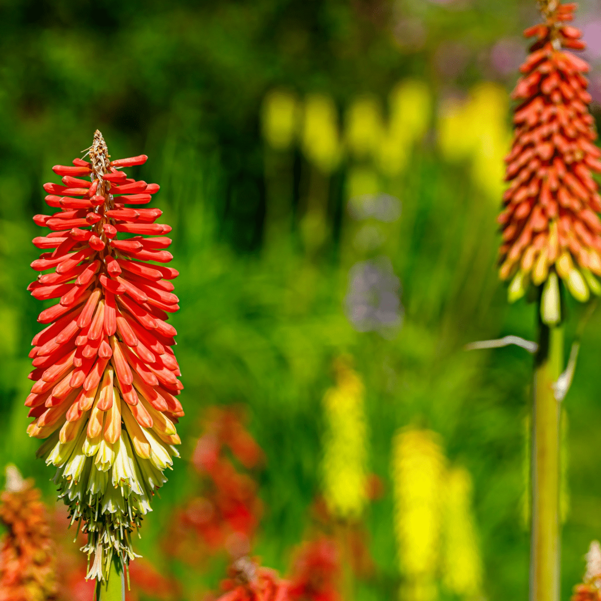 Kniphofia uvaria 'Flamenco' Red Hot Poker — 9cm/3L Pot - plants - express.com
