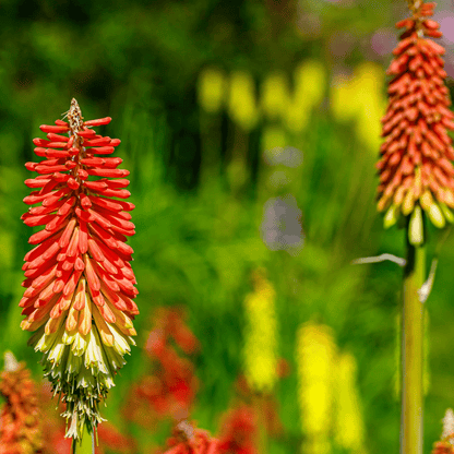 Kniphofia uvaria 'Flamenco' Red Hot Poker — 9cm/3L Pot - plants - express.com