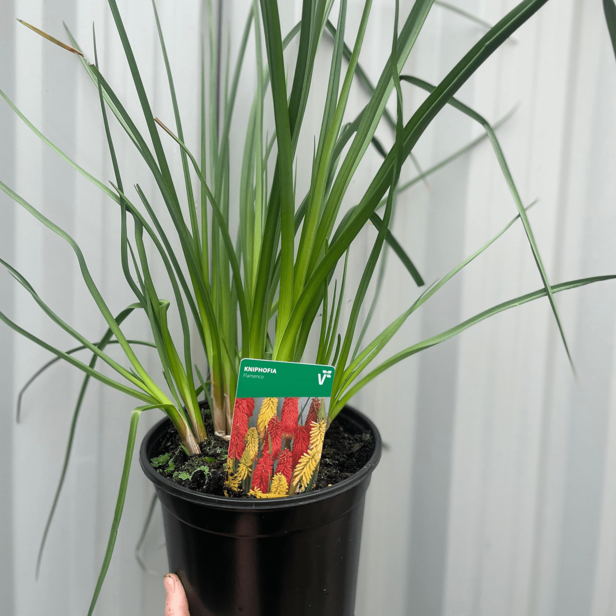 Kniphofia uvaria 'Flamenco' Red Hot Poker — 9cm/3L Pot - plants - express.com