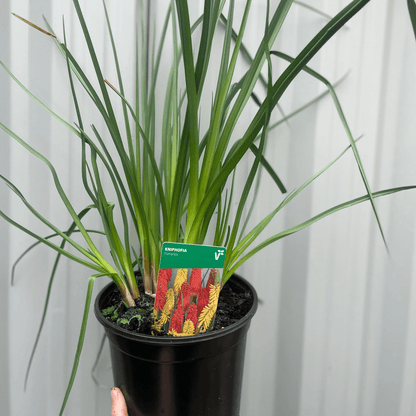 Kniphofia uvaria 'Flamenco' Red Hot Poker — 9cm/3L Pot - plants - express.com