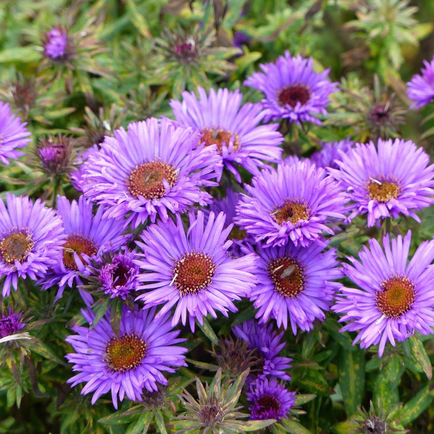 Lady in Blue Aster (Aster novi - belgii) - 1L Pot Perennial - plants - express.com