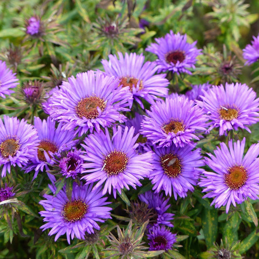 Lady in Blue Aster (Aster novi - belgii) - 1L Pot Perennial - plants - express.com