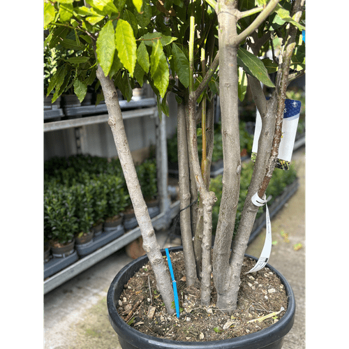 Laurus nobilis Bay Leaf Ball – Established Topiary Tree in 15L / 24L / 30L Pot - plants - express.com