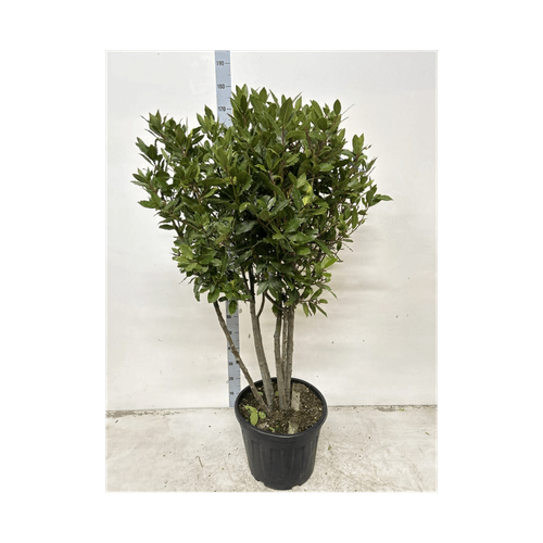 Laurus nobilis Bay Leaf Ball – Established Topiary Tree in 15L / 24L / 30L Pot - plants - express.com