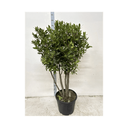 Laurus nobilis Bay Leaf Ball – Established Topiary Tree in 15L / 24L / 30L Pot - plants - express.com