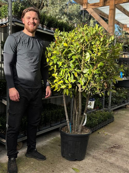 Laurus nobilis Bay Leaf Ball – Established Topiary Tree in 15L / 24L / 30L Pot - plants - express.com