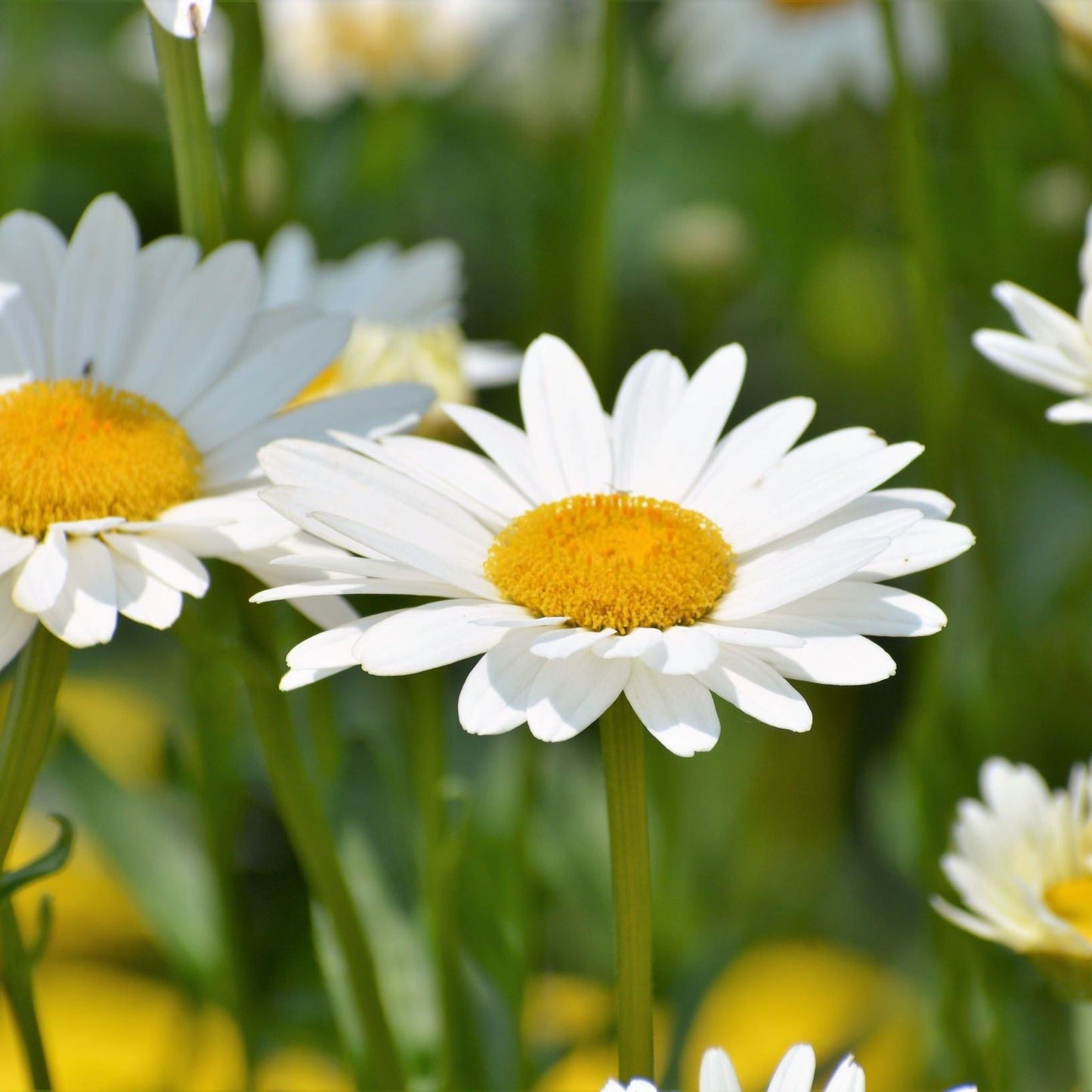 Leucanthemum Maximum Madonna Daisy 1.5L – Vibrant Border & Container Plant - plants - express.com