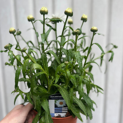 Leucanthemum Maximum Madonna Daisy 1.5L – Vibrant Border & Container Plant - plants - express.com