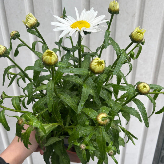 Leucanthemum Maximum Madonna Daisy 1.5L – Vibrant Border & Container Plant - plants - express.com