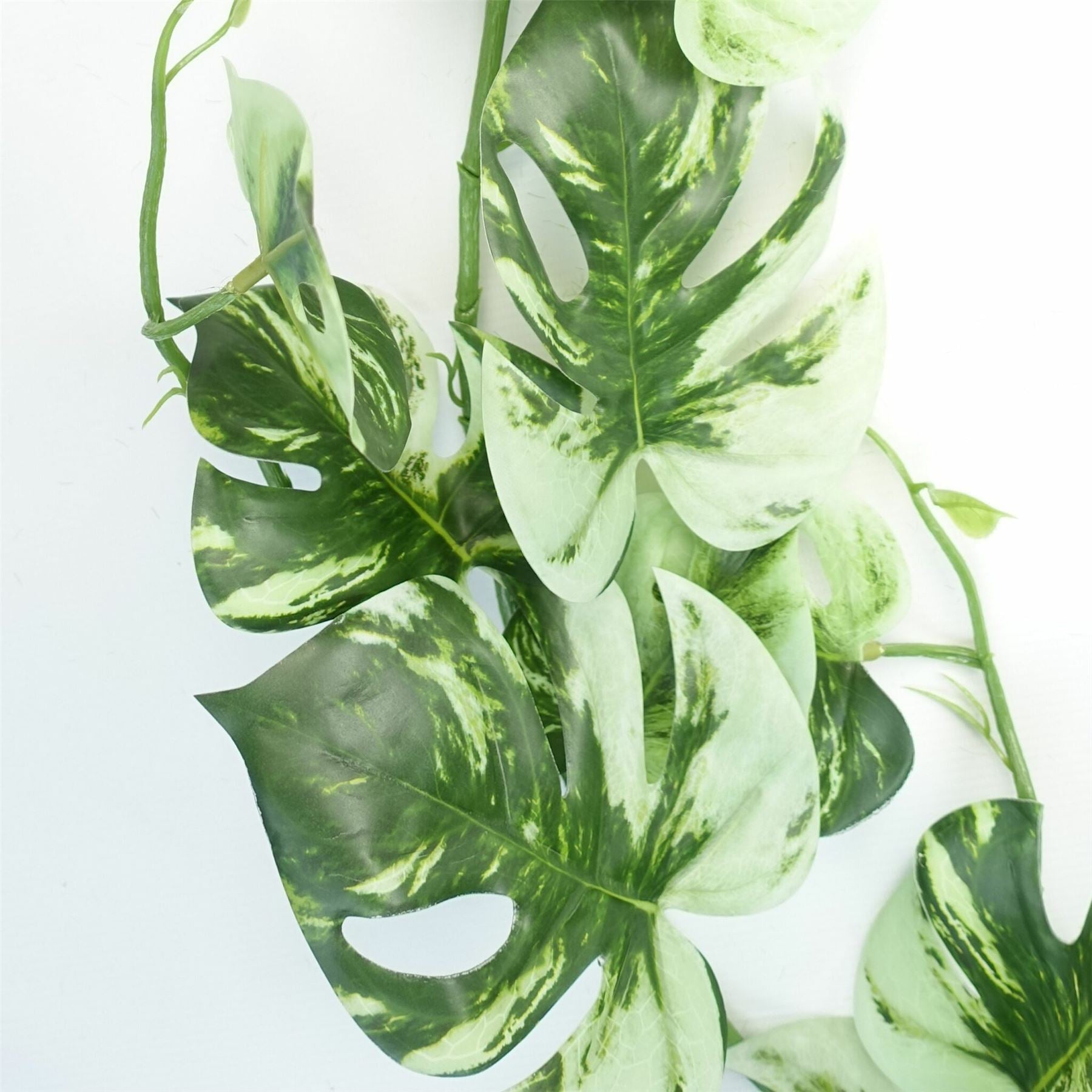 Lifelike 180cm Variegated Monstera Trailing Plant – Perfect for Stylish Decor! - plants - express.com