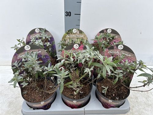 Lila Sweatheart Buddleja: Compact Butterfly Bush for Vibrant Gardens - plants - express.com