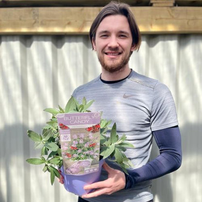 Lila Sweatheart Buddleja: Compact Butterfly Bush for Vibrant Gardens - plants - express.com