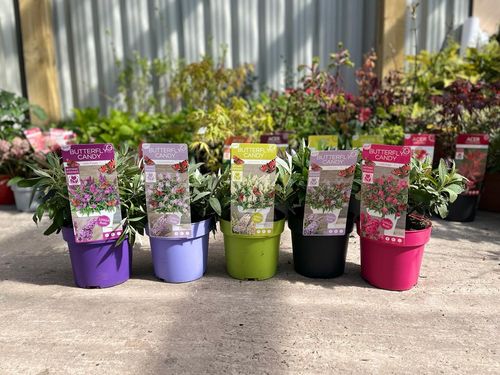 Lila Sweatheart Buddleja: Compact Butterfly Bush for Vibrant Gardens - plants - express.com