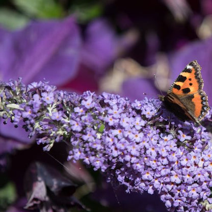 Lila Sweatheart Buddleja: Compact Butterfly Bush for Vibrant Gardens - plants - express.com