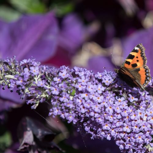 Lila Sweatheart Buddleja: Compact Butterfly Bush for Vibrant Gardens - plants - express.com