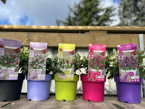 Lila Sweatheart Buddleja: Compact Butterfly Bush for Vibrant Gardens - plants - express.com