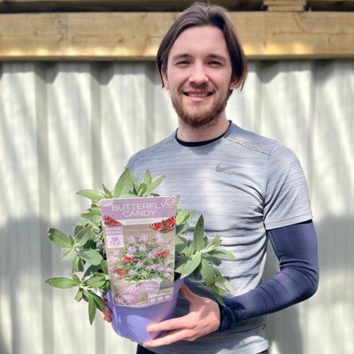 Lila Sweatheart Buddleja: Compact Butterfly Bush for Vibrant Gardens - plants - express.com