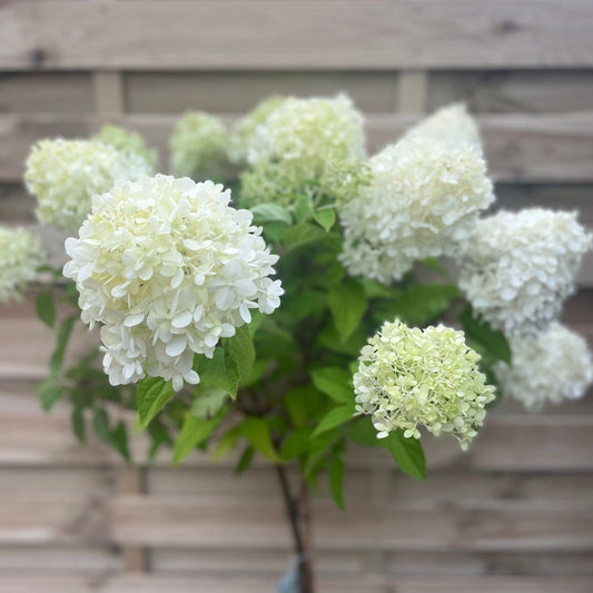 LimeLight Hydrangea Paniculata Patio Tree - Lime to Pink Blooms - plants - express.com