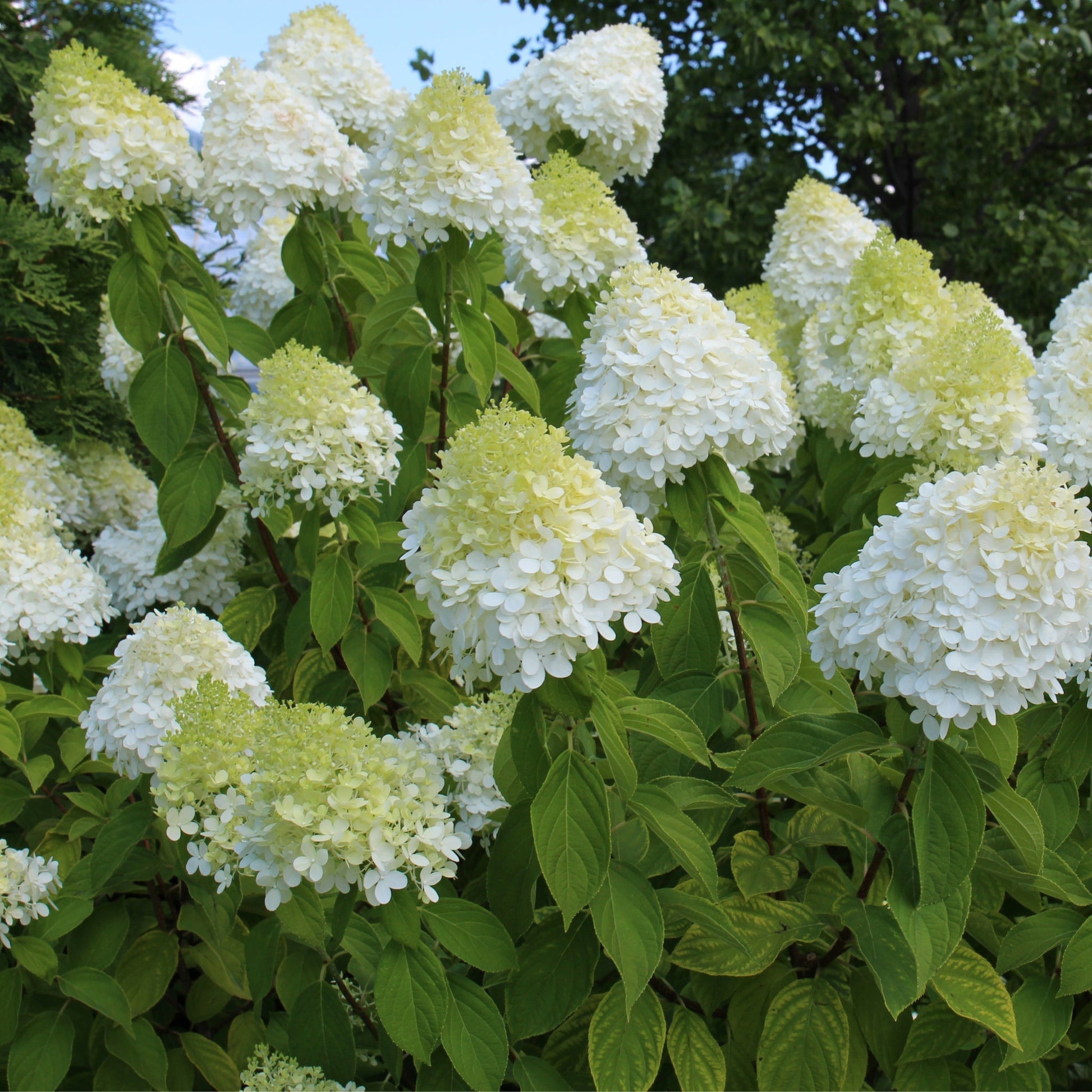 LimeLight Hydrangea Tree – Stunning Color Shift & Massive Blooms! - plants - express.com