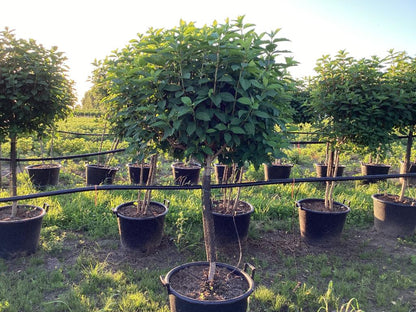 LimeLight Hydrangea Tree – Stunning Color Shift & Massive Blooms! - plants - express.com