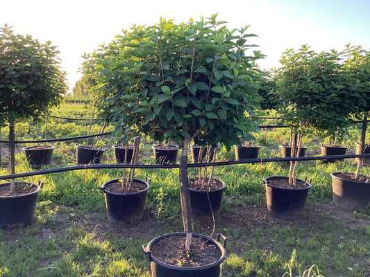 LimeLight Hydrangea Tree – Stunning Color Shift & Massive Blooms! - plants - express.com