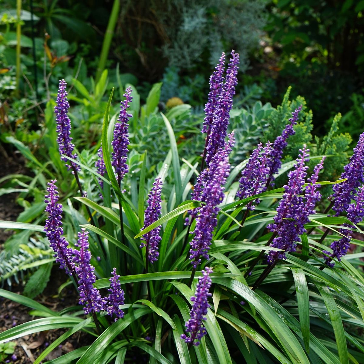 Liriope muscari 'MoneyMaker' - Evergreen Groundcover, 1L - plants - express.com