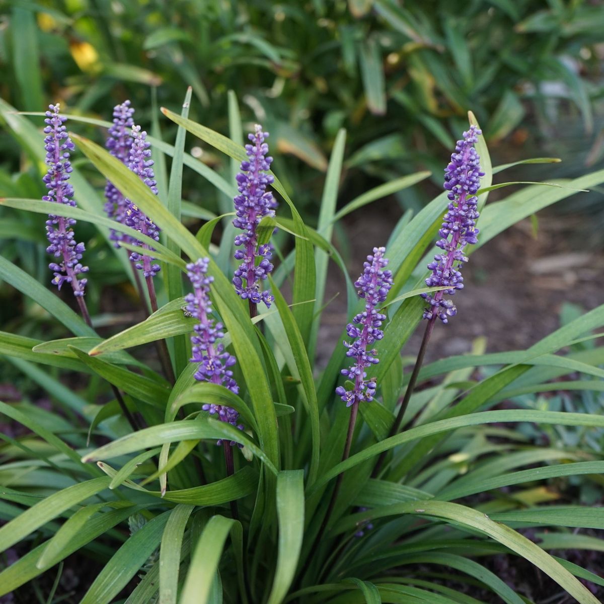 Liriope muscari 'MoneyMaker' - Evergreen Groundcover, 1L - plants - express.com